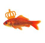  26 APRIL - KOPPELWEDSTRIJD KONINGSDAG